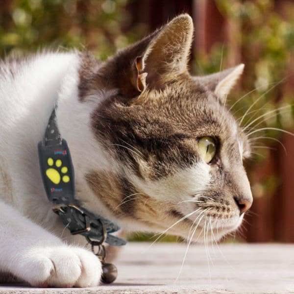 CAT GPS Tracker – Real-time Tracking Without Subscription