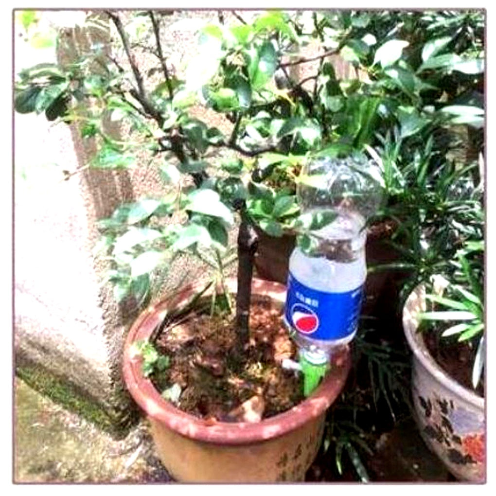 Glevato | Adjustable Watering Spikes for Plants - Garden Self Waterer