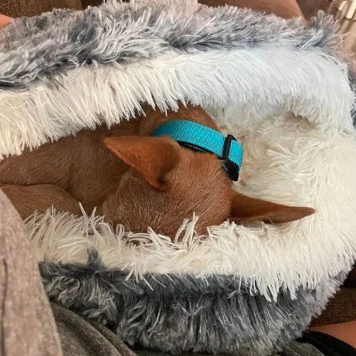 Glevato | Cozy Cave Pet Bed | Calming & Comfortable Dog Bed for Deep Relaxation
