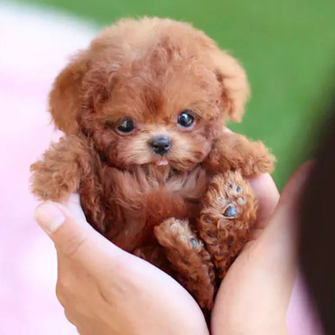 Glevato | Realistic Dog for Children that Responds to Touch