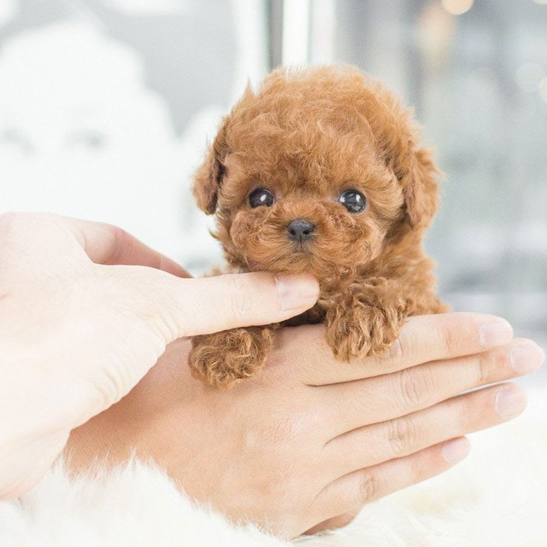 Norvo | Nicoo Interactive Realistic Puppy Robot Toy for Kids
